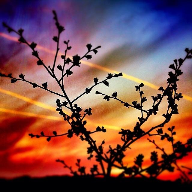 Sunset Photograph - Hawthorn Sunset by Phil Tomlinson