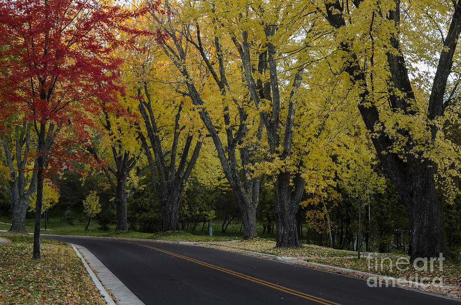 Hawthorne Road Photograph by Ronny Purba Fine Art America