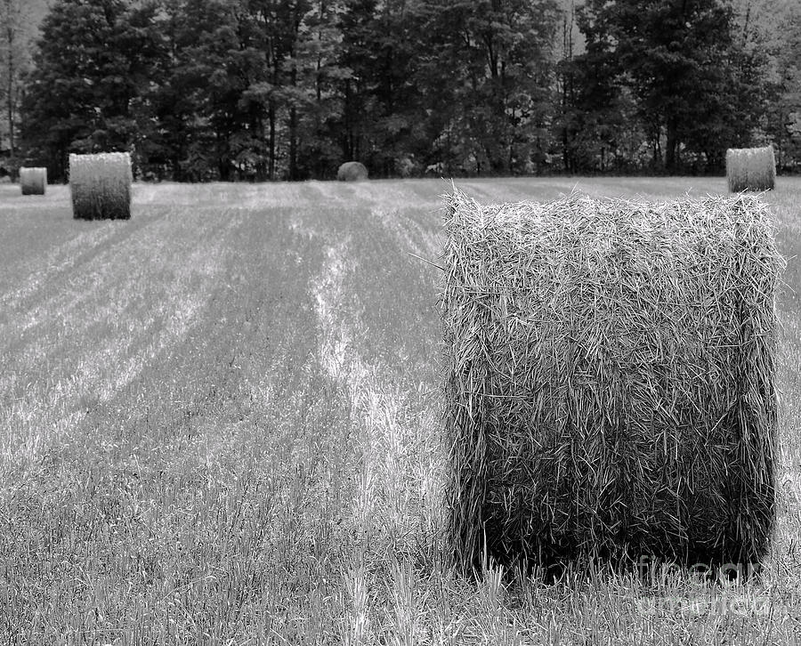 Hay Baby Photograph by Jim Rossol