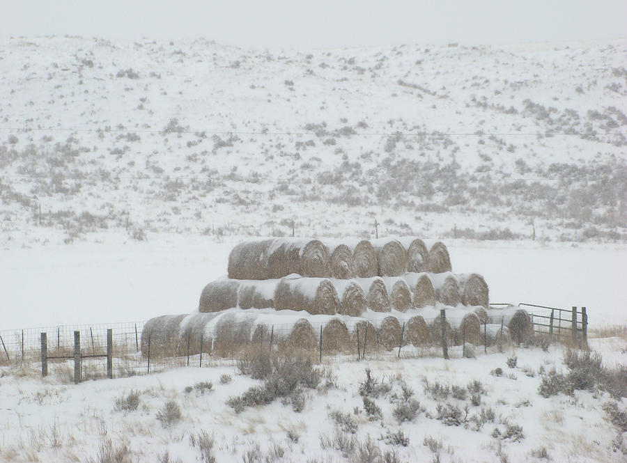 Winter Photograph - Hay Bails by Cathy Anderson