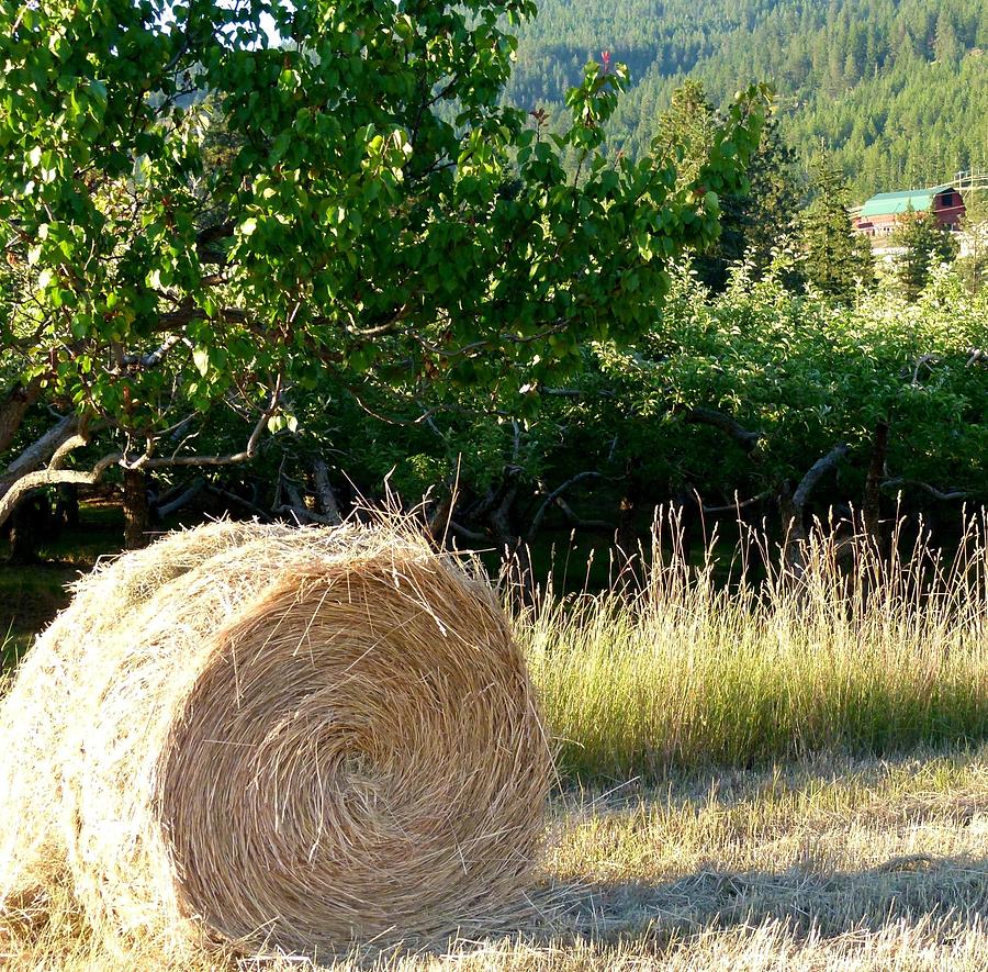 Hay Bale And Barn Photograph by Will Borden