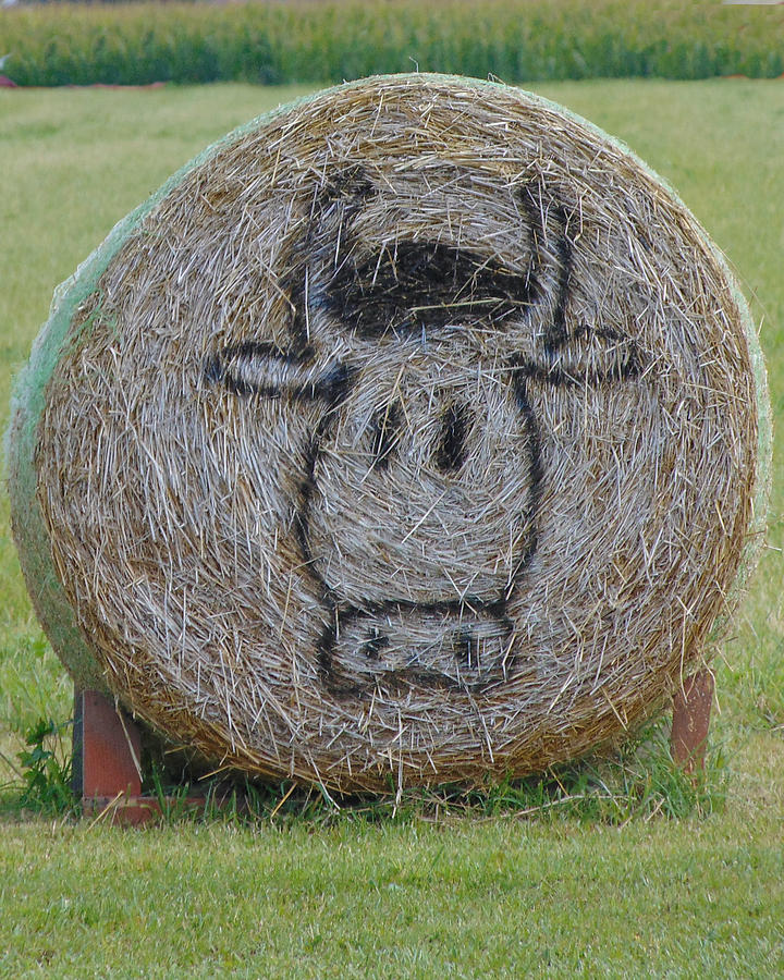 Cow Photograph - Hay Bale  by Chanda Yoder