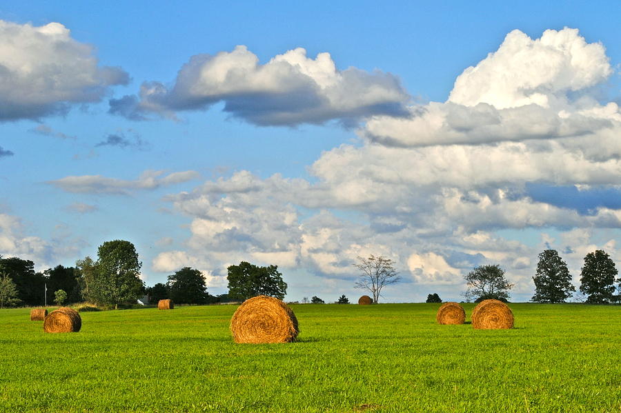 Cow Photograph - Hay Bale Heaven by Frozen in Time Fine Art Photography