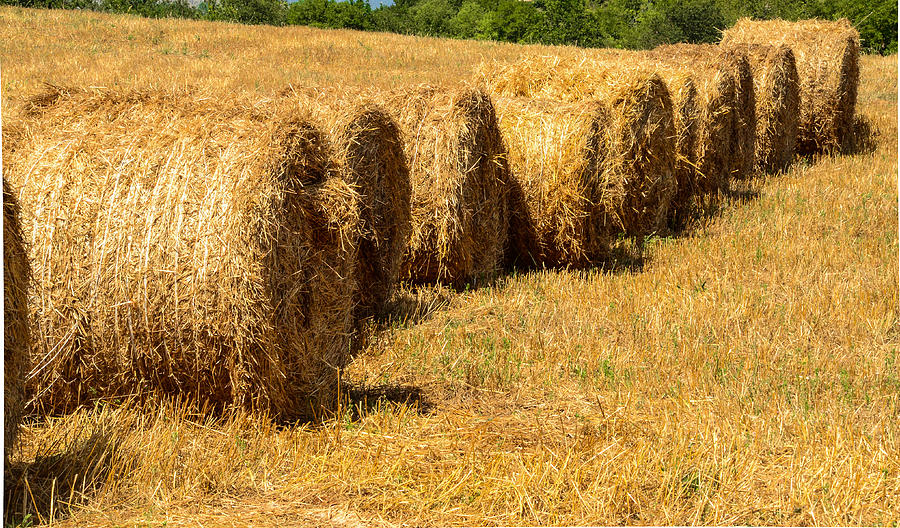 Nature Photograph - Hay bales after harvest by Dany Lison
