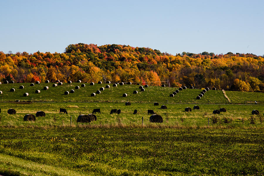Hay bales and cows and Vermont fall foliage Photograph by Jeff Folger