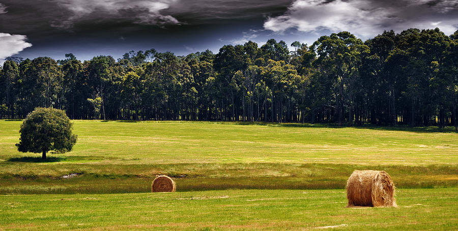Tree Photograph - Hay bales and field by Phill Petrovic