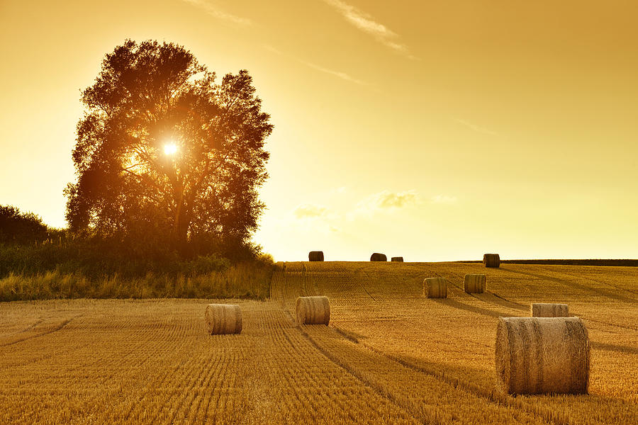 Hay Bales and Field Stubble in Golden Sunset Photograph by Zorazhuang