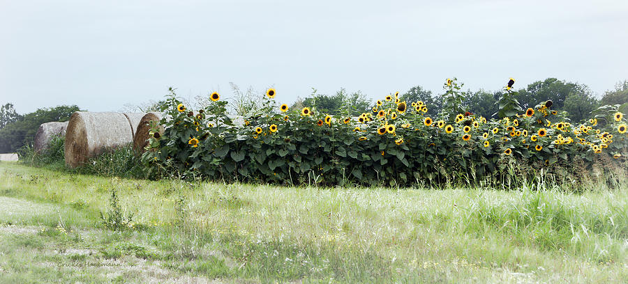 Hay Bales and Sunflowers Photograph by Cricket Hackmann