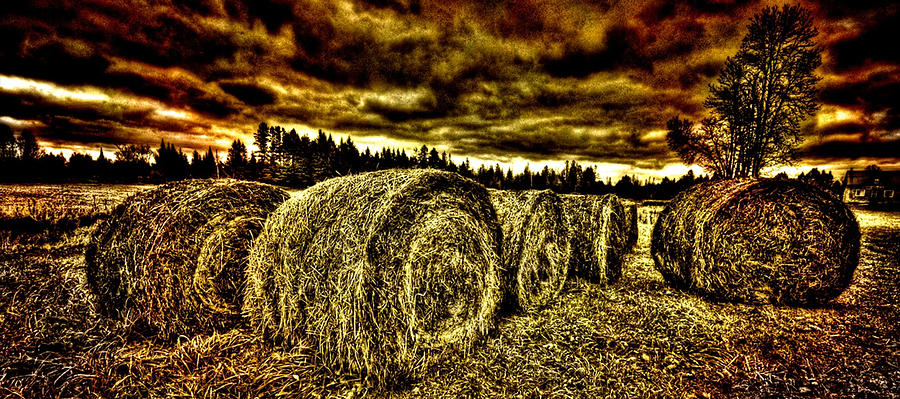 Hay bales Photograph by Prince Andre Faubert