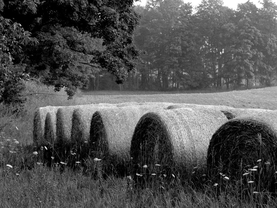 Hay Bales Photograph by David T Wilkinson