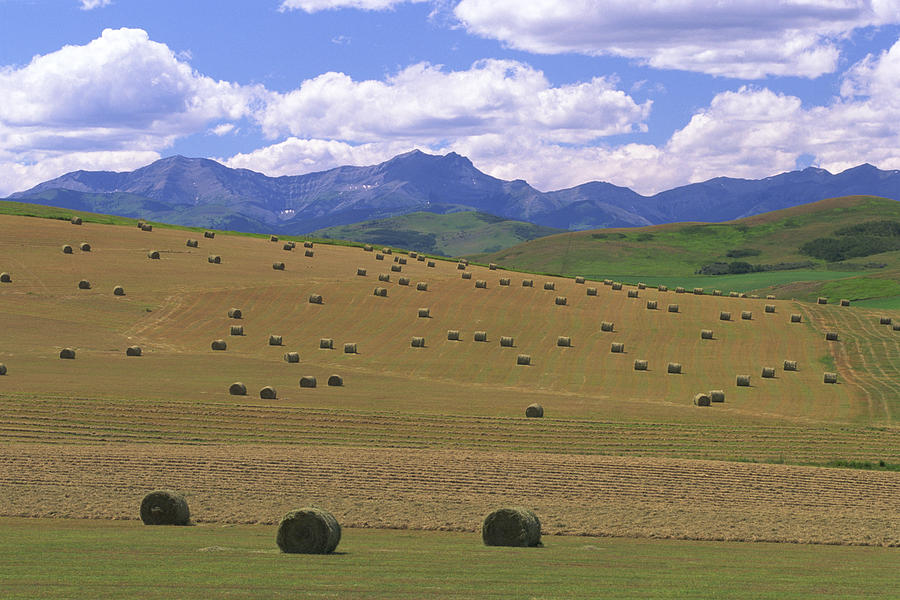 Hay bales in field Photograph by Comstock Images