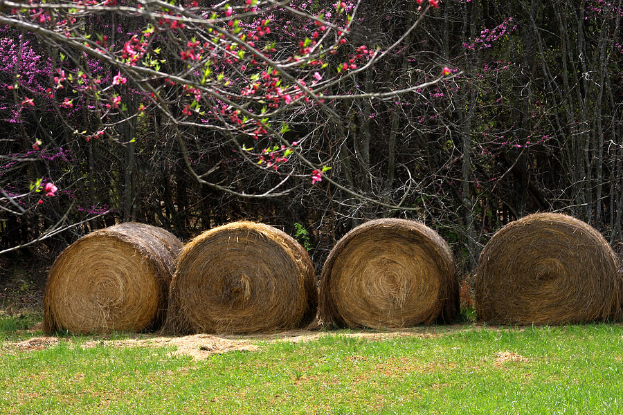 Hay bales in springtime Photograph by Emanuel Tanjala