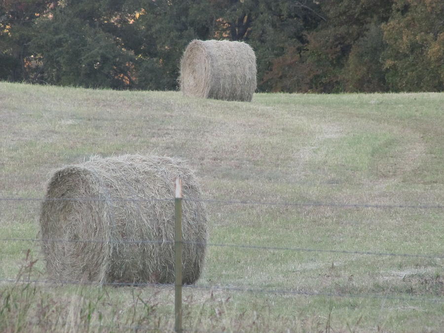 Hay Bales In Texas Photograph by Shawn Hughes