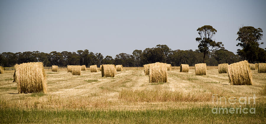 Nature Photograph - Hay Bales by THP Creative