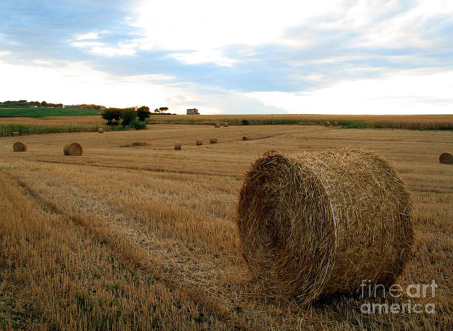 Hay Bales Photograph by Tim Holt