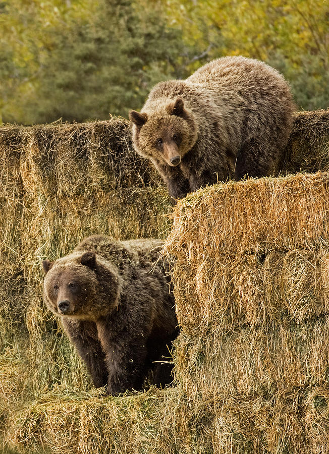 Hay Bear Photograph by Sandy Sisti