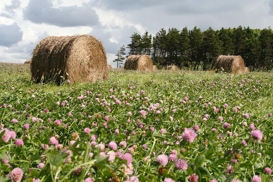 Clover Photograph - Hay field by Allan Morrison
