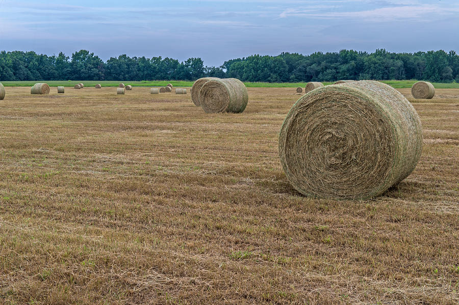 Hay Field In Anderson SC Photograph by Willie Harper