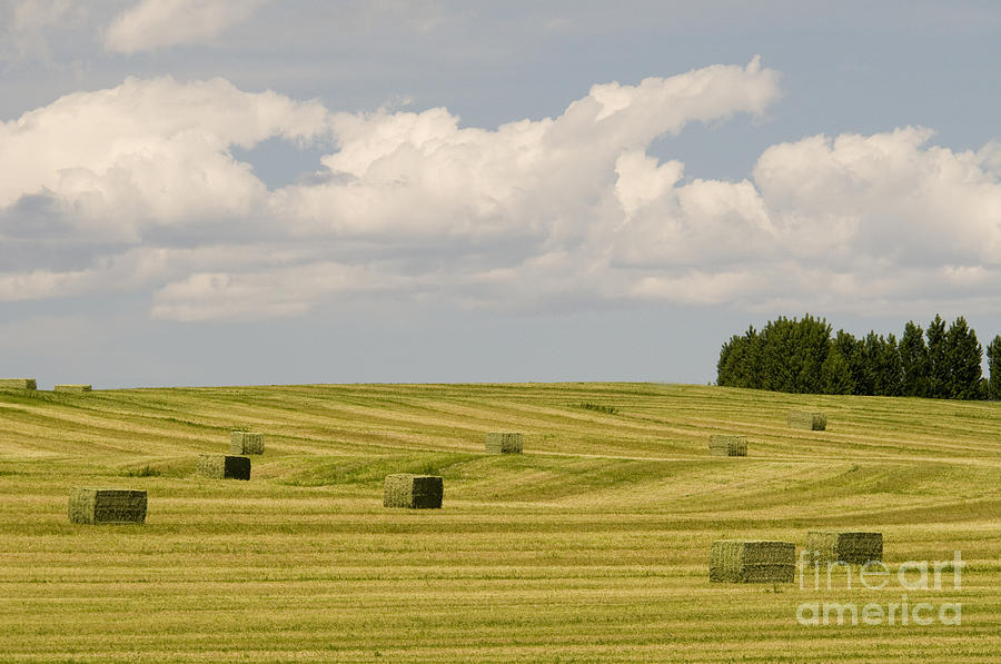 Hay Field Photograph by William H Mullins