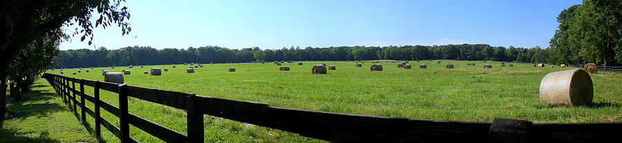 Hay Hay Photograph by Andrea Platt