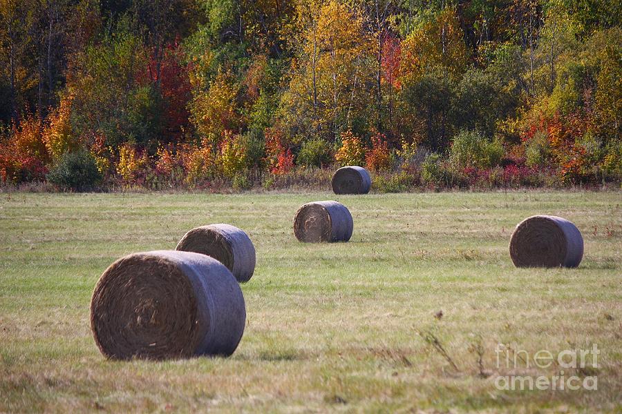 Hay in Autumn Photograph by Veronica Batterson