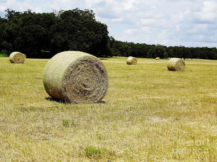 Fall Photograph - Hay Rolls and Clouds by D Hackett