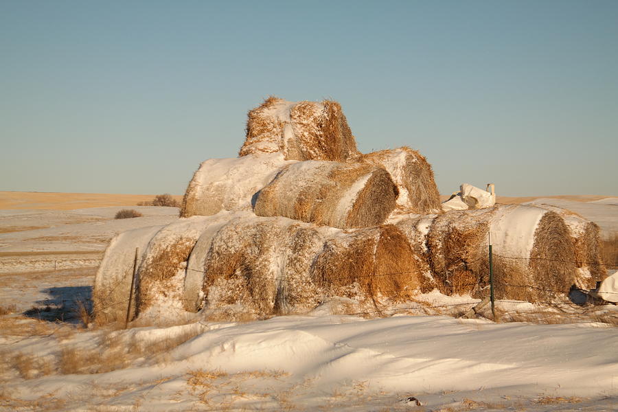 Winter Photograph - Hay rolls covered with snow by Jeff Swan