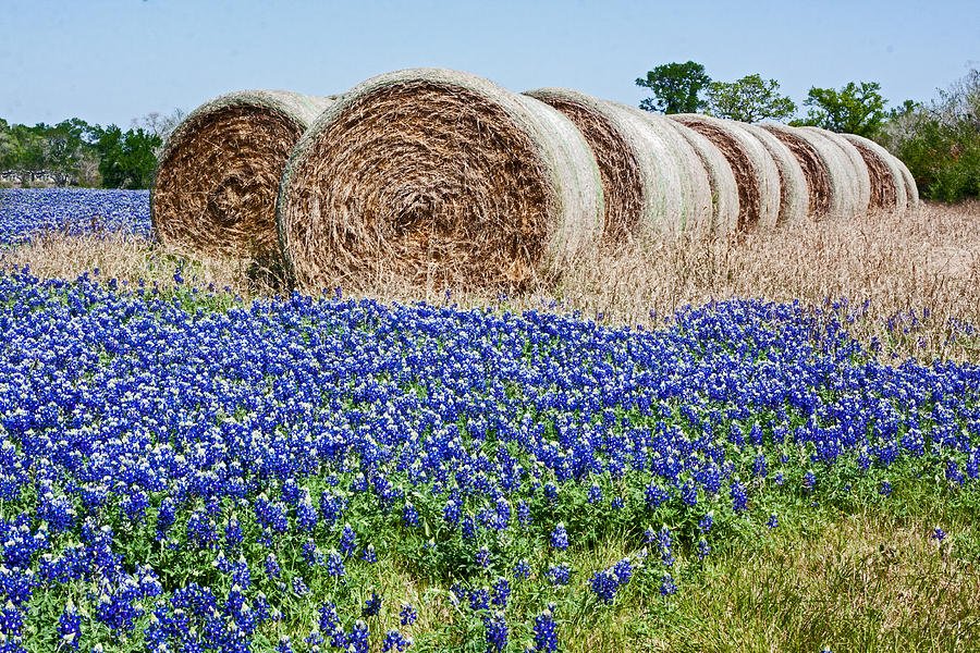 Hay Rolls in Bluebonnets Photograph by Ronnie Prcin