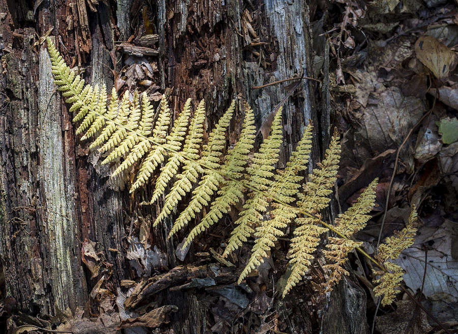 Hay-Scented Fern Photograph by Andrew Pacheco