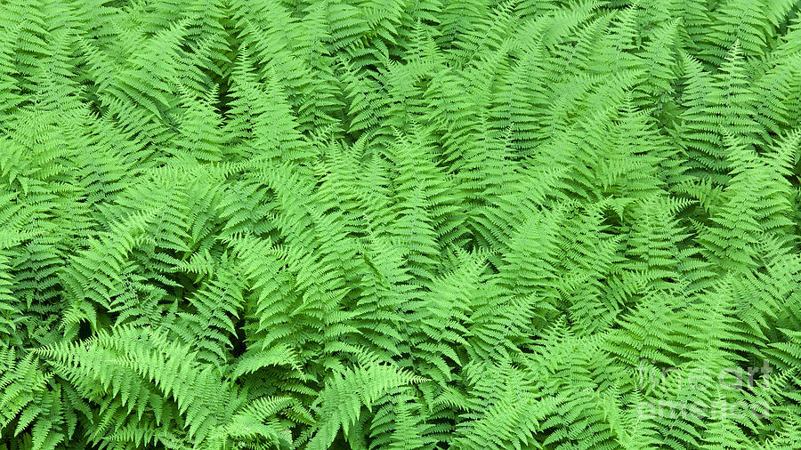 Hay-Scented Fern Patch Photograph by Alan L Graham