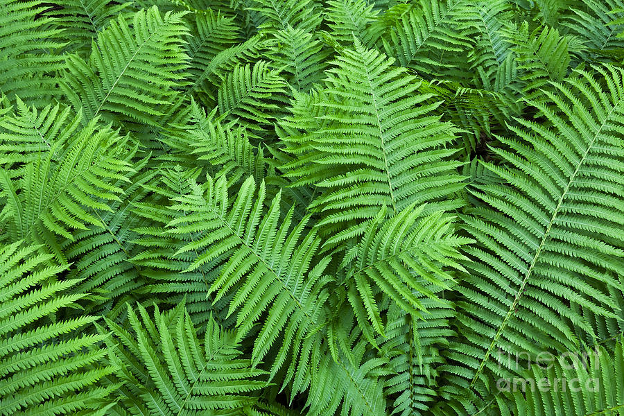 Spring Photograph - Hay-Scented Ferns In Spring by Alan L Graham