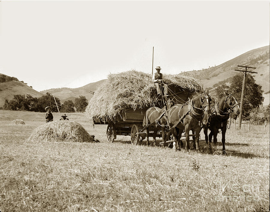 Horse Photograph - Horse-drawn Hay Wagon Carmel Valley California circa 1905 by Monterey County Historical Society