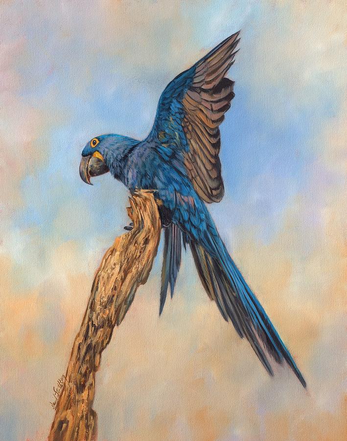 Macaw Painting - Hayacinth Macaw by David Stribbling
