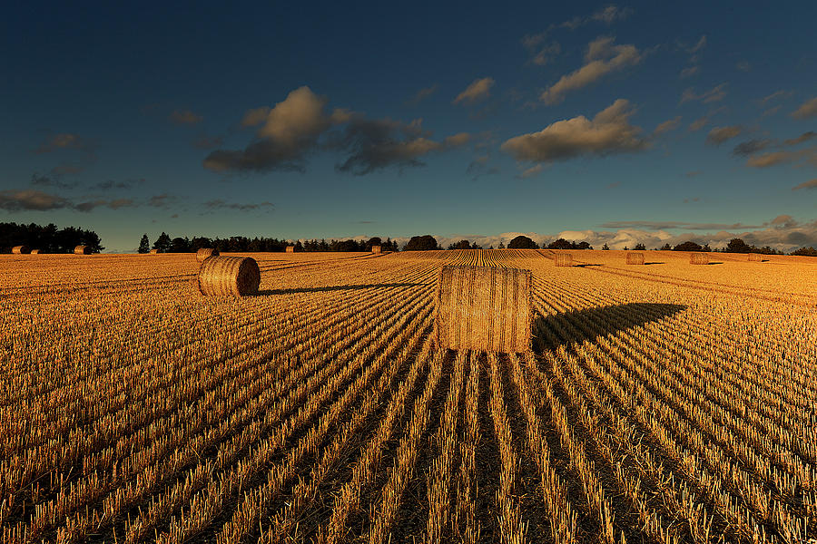 Haybales In Field In Evening Light Photograph by By Simon Gakhar