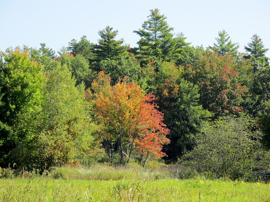 Haybrook Maine Foliage 3 Photograph by Lynne Miller - Fine Art America