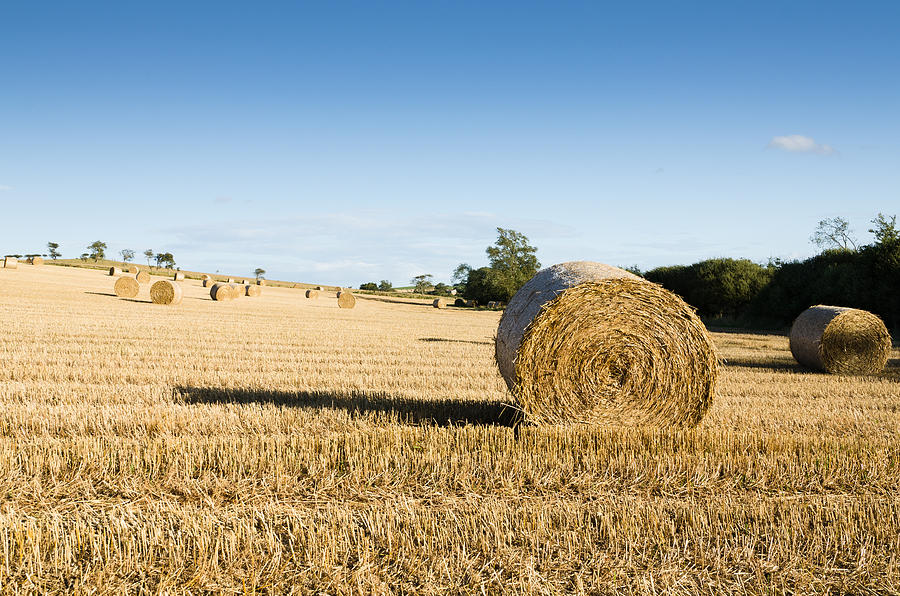 Hayfield Photograph by David Head - Fine Art America