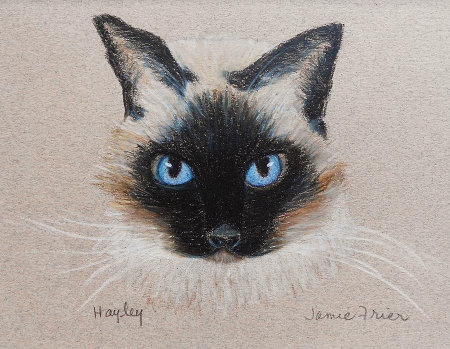 Cat Drawing - Hayley by Jamie Frier
