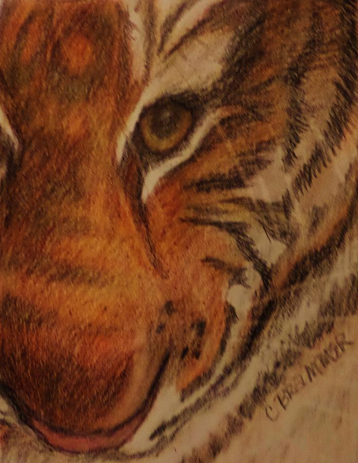 Cincinnati Bengals Drawing - Hayleys Zoo Tiger by Christy Saunders Church