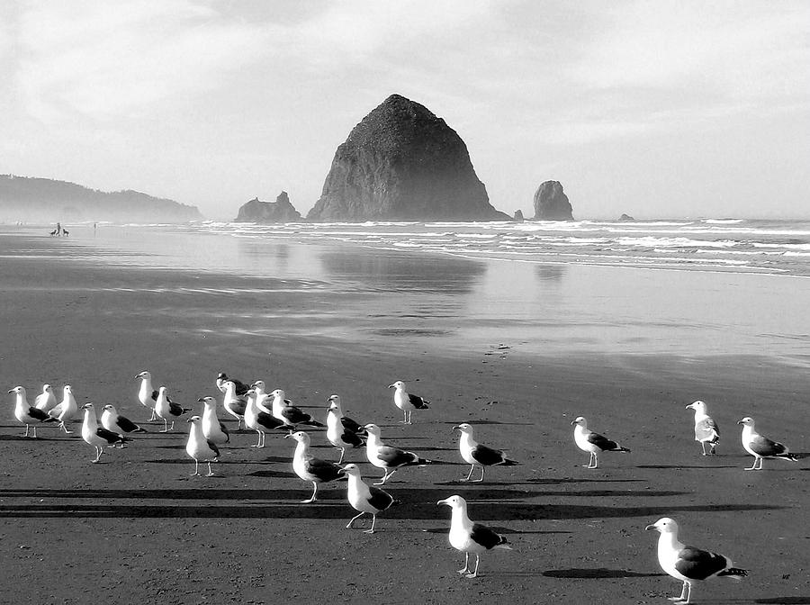 Haystack And Seagulls Photograph by Will Borden