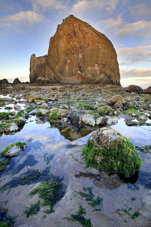 Haystack Rock At Low Tide Photograph by David Gn