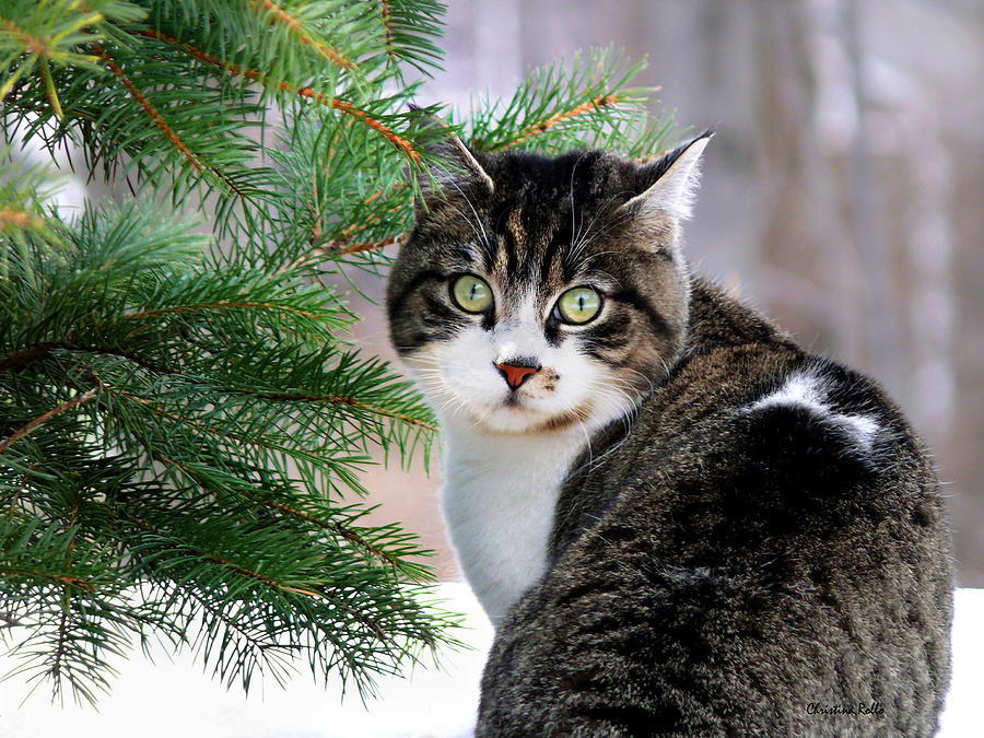 Hazel Eyes and Pine Photograph by Christina Rollo