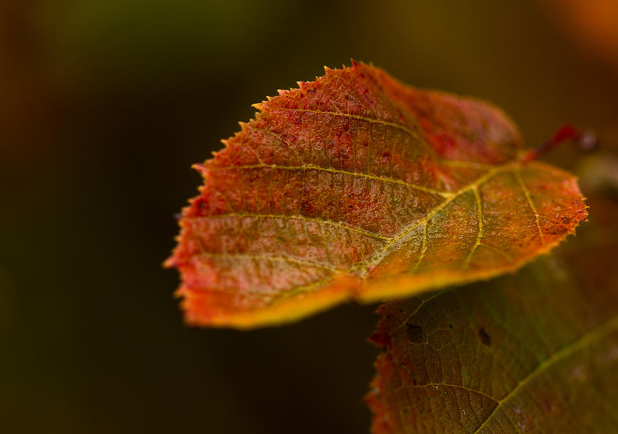 Hazelnut leaves Photograph by Haren Images- Kriss Haren