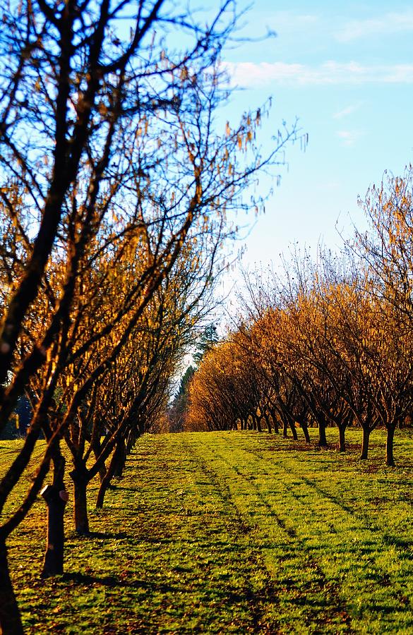 Hazelnut Orchard 21578 Photograph by Jerry Sodorff