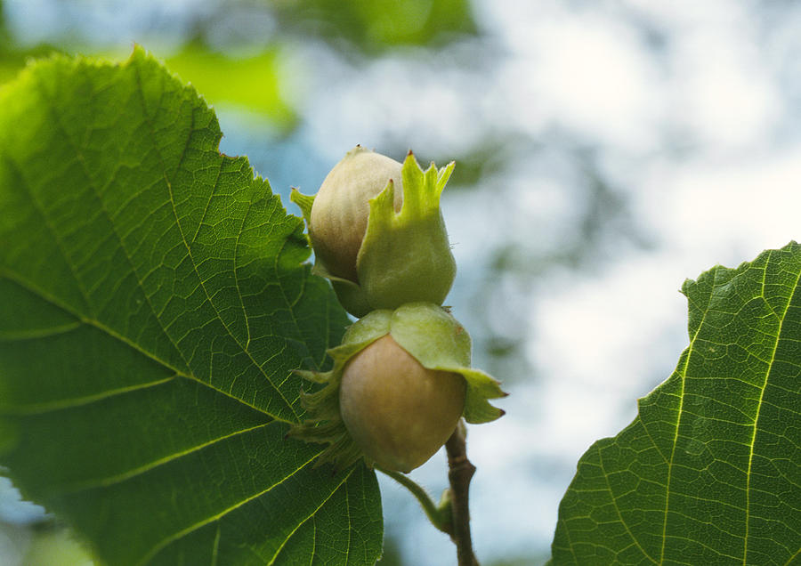 Hazelnut tree leaves and stem, focus on hazelnuts, close-up Photograph by Isabelle Rozenbaum