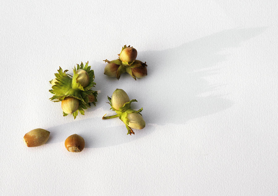 Hazelnuts against white background Photograph by Isabelle Rozenbaum & Frederic Cirou