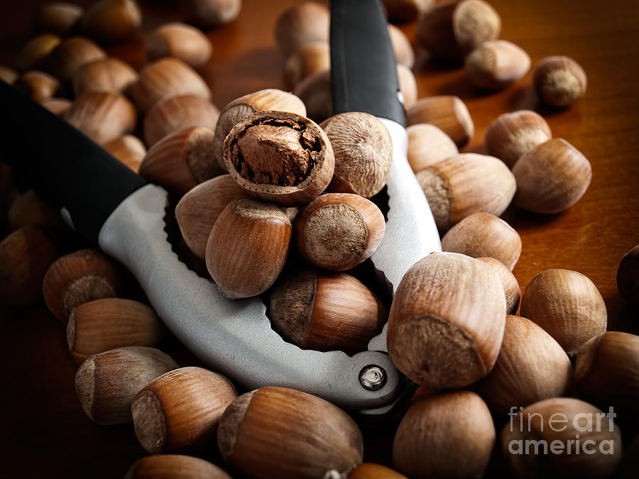 Pliers Photograph - Hazelnuts and tool by Sinisa Botas