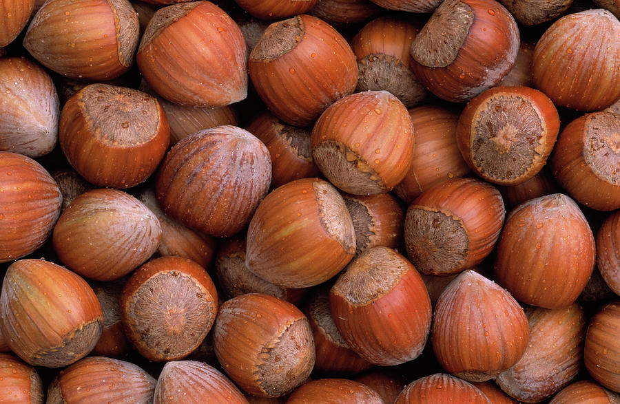 Hazelnuts Photograph by Duncan Usher