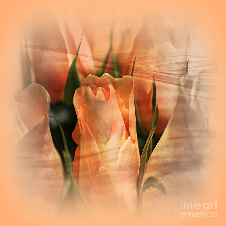 Hazy Apricot Beauty Rose Abstract Photograph by Judy Palkimas