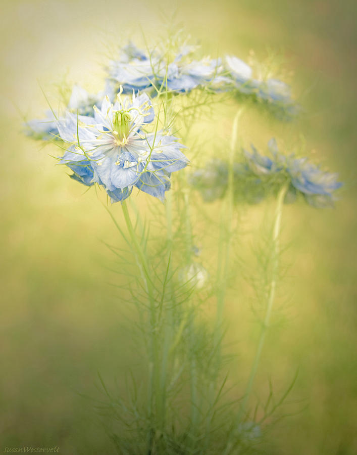 Flowers Still Life Photograph - Hazy Blues by Susan Westervelt