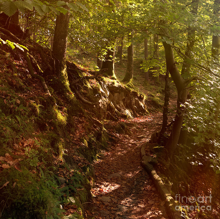 Nature Photograph - Hazy Forest Path by Chris Blake